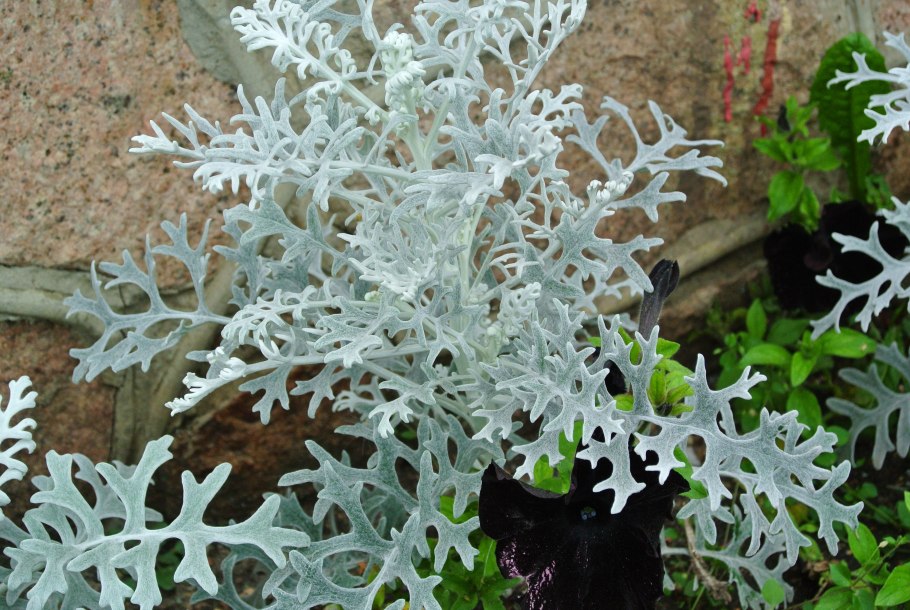 Рассада цинерария серебряная