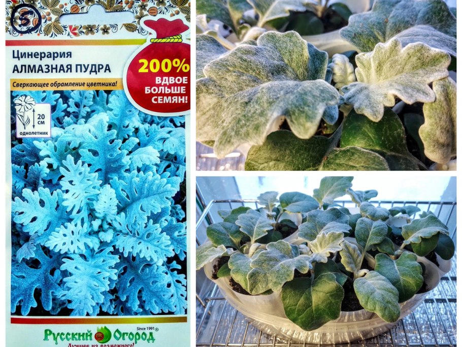 Цинерария ростки