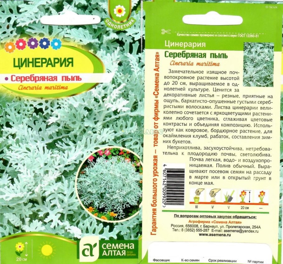 Цинерария из вафельной бумаги МК