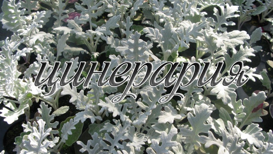 Зелень сенеция