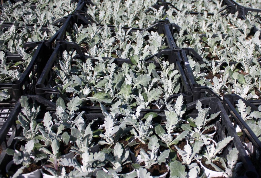 Растения в инее