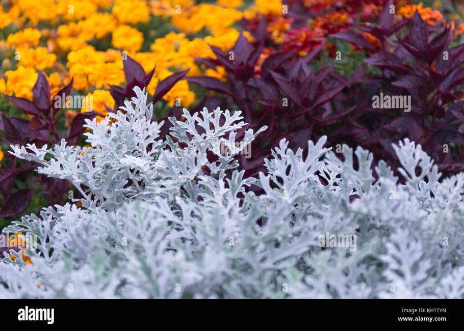 Cineraria maritima Dusty Miller