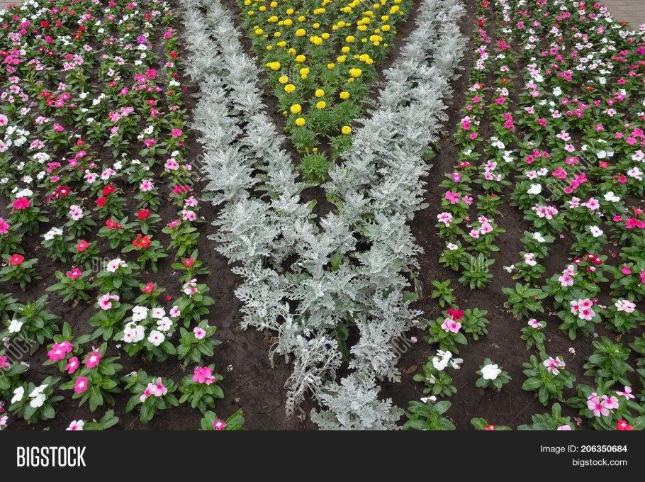 Цинерария сальвия колеус