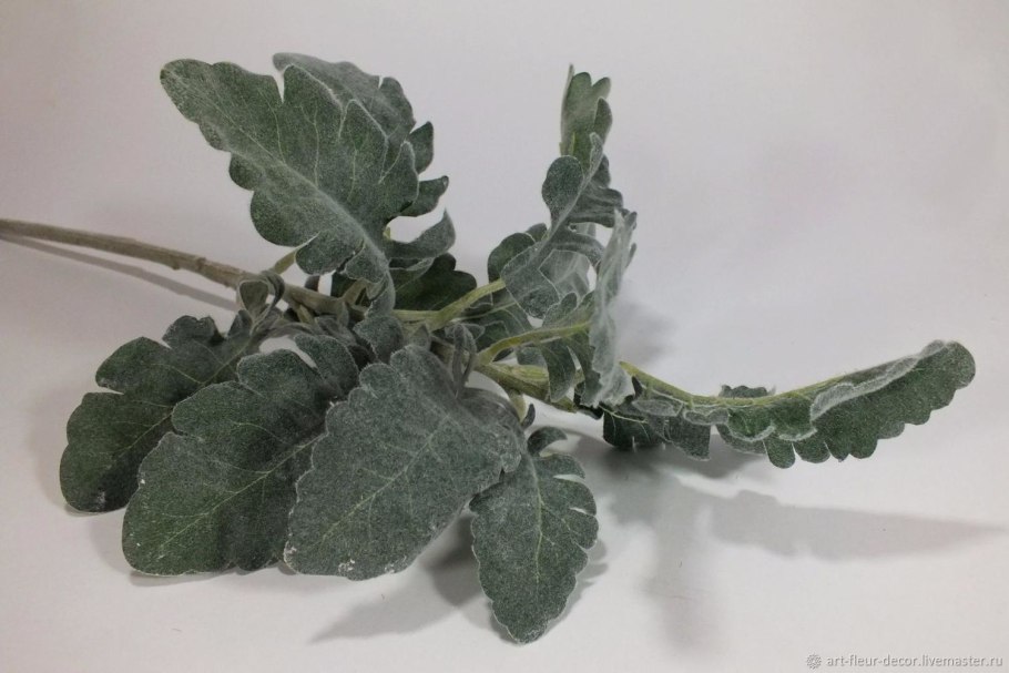 Зелень цинерария