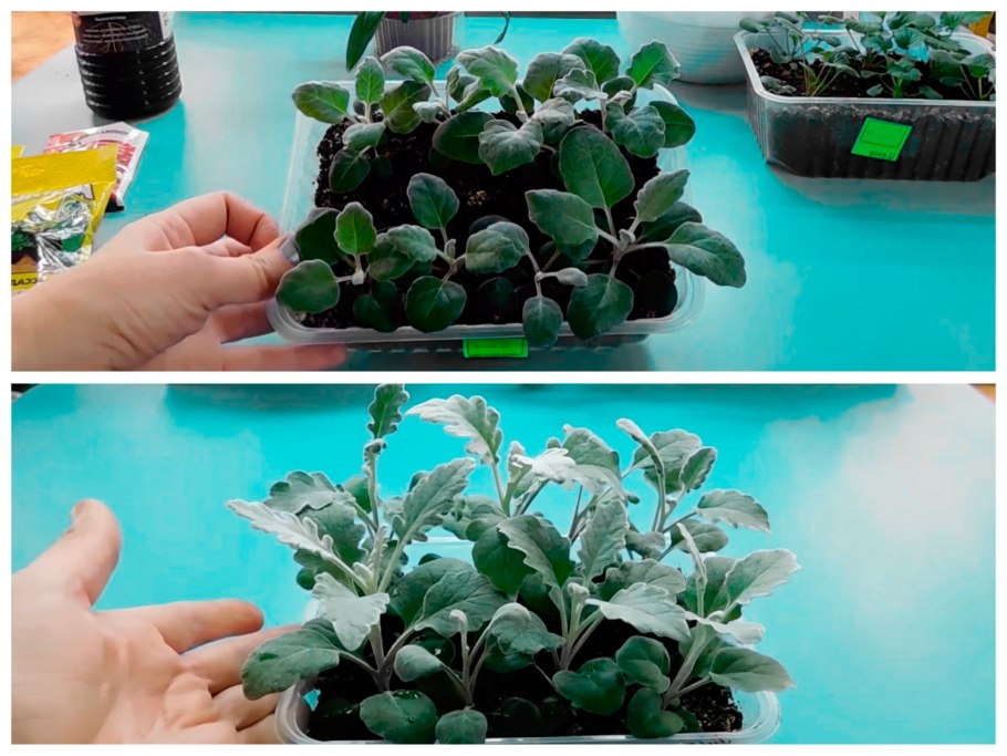 Цинерария серебристая схема посадки