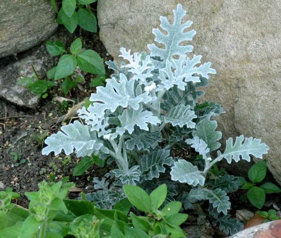 Сенецио Маритима