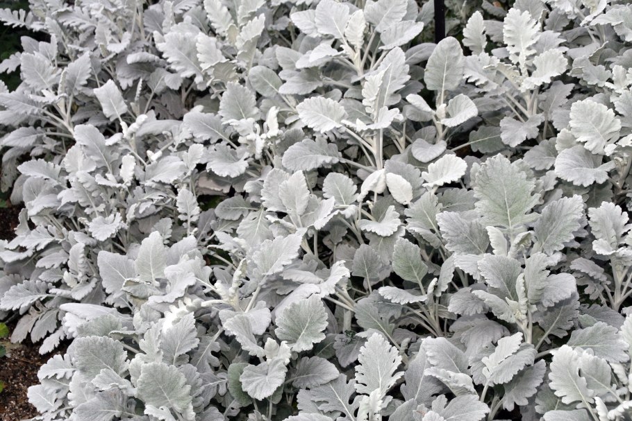 Цинерария приморская senecio cineraria