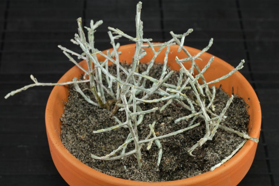 Цинерария черенкуется