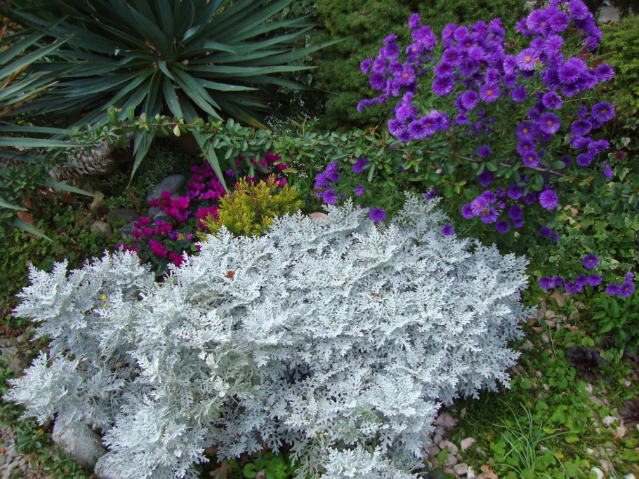 Декорируем камни цинерарией