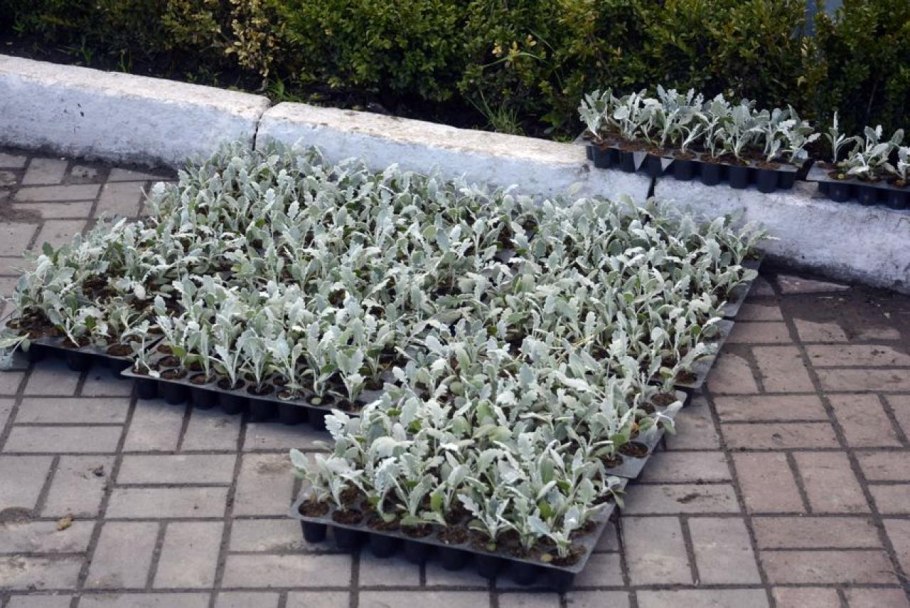 Цинерария серебряный коралл