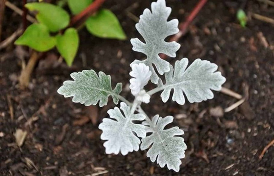 Цинерария серебристая фон для других цветов