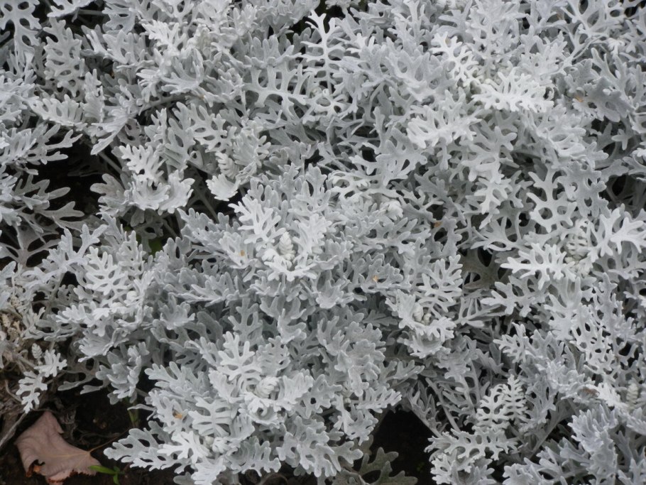 Цинерария приморская серебряная пыль