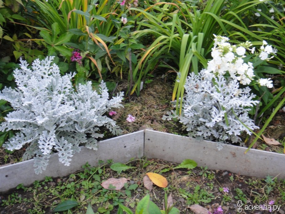 Руккола всходы