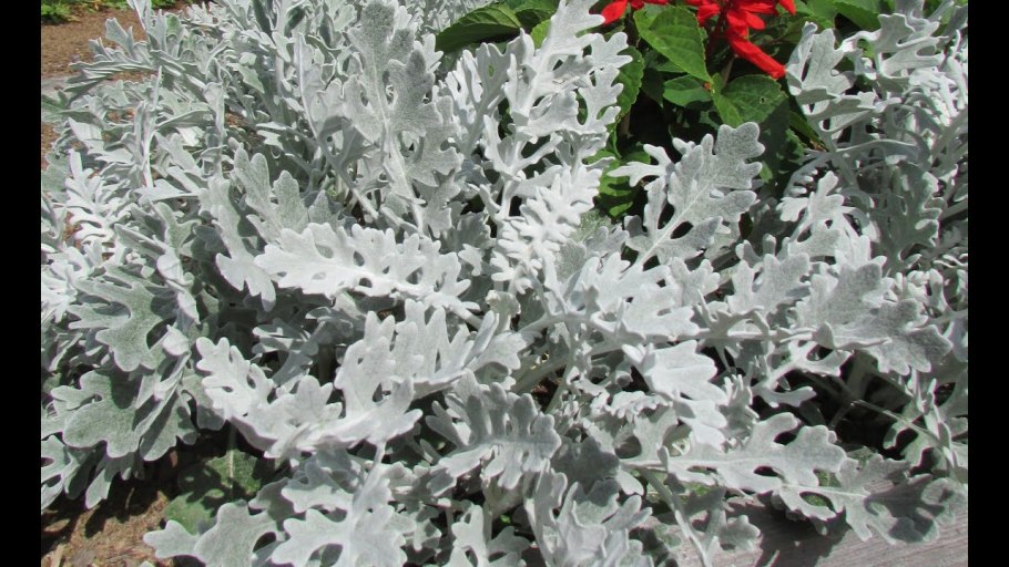 Цинерария серебряный коралл