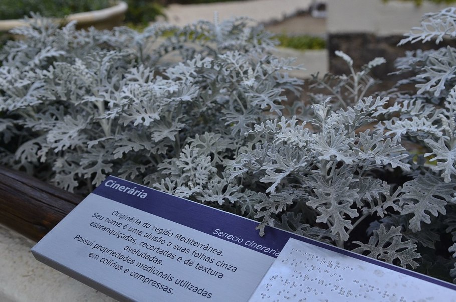 Цинерария Приморская 'Cirrus' ('Циррус')