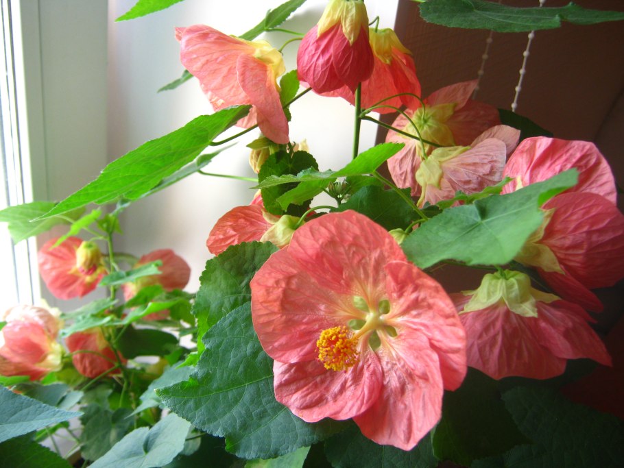 Абутилон махровый Pleniflorum