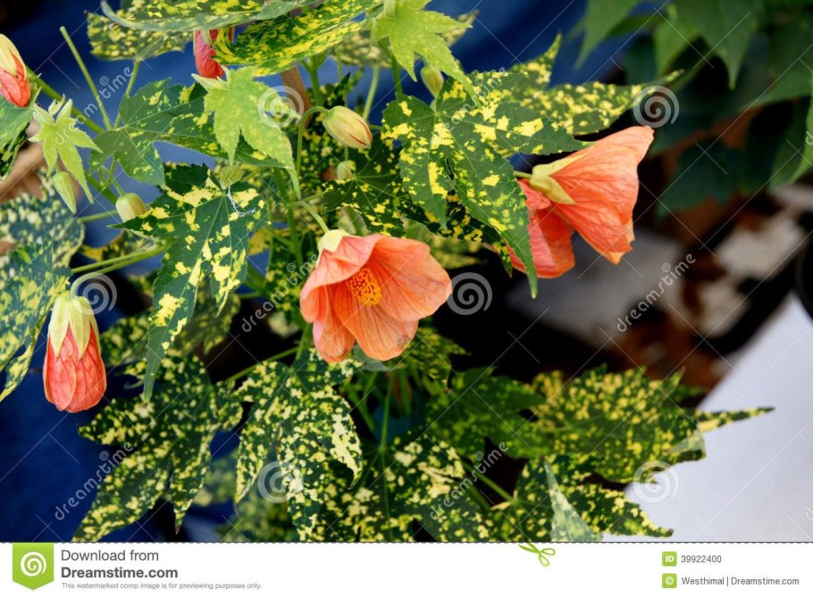 Абутилон Савицкого цветение желтый