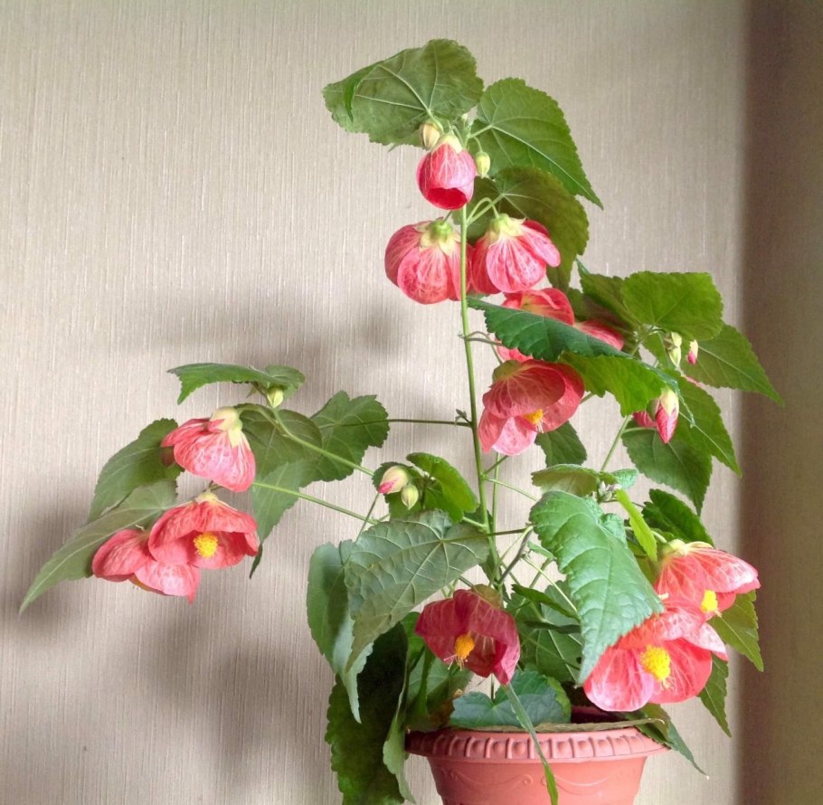 Абутилон Ванилла