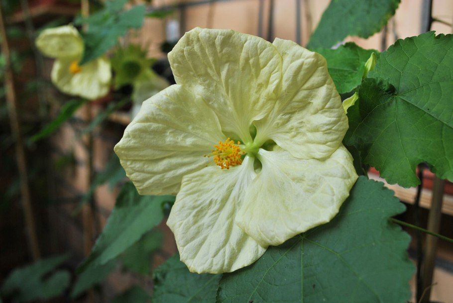 Абутилон Roter Jewel