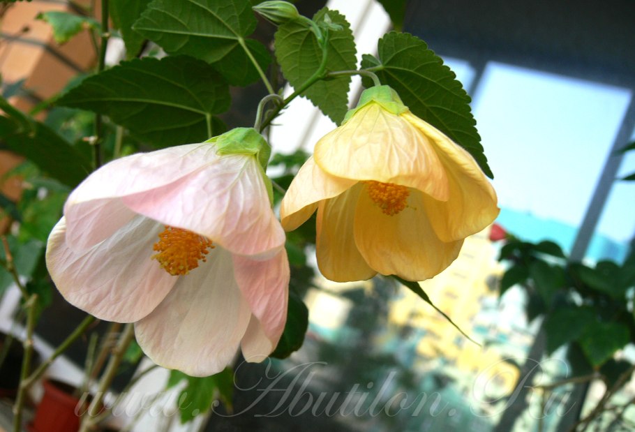 Домашний клен абутилон семена