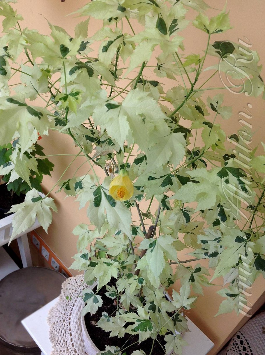 Абутилон полосатый комнатный клен