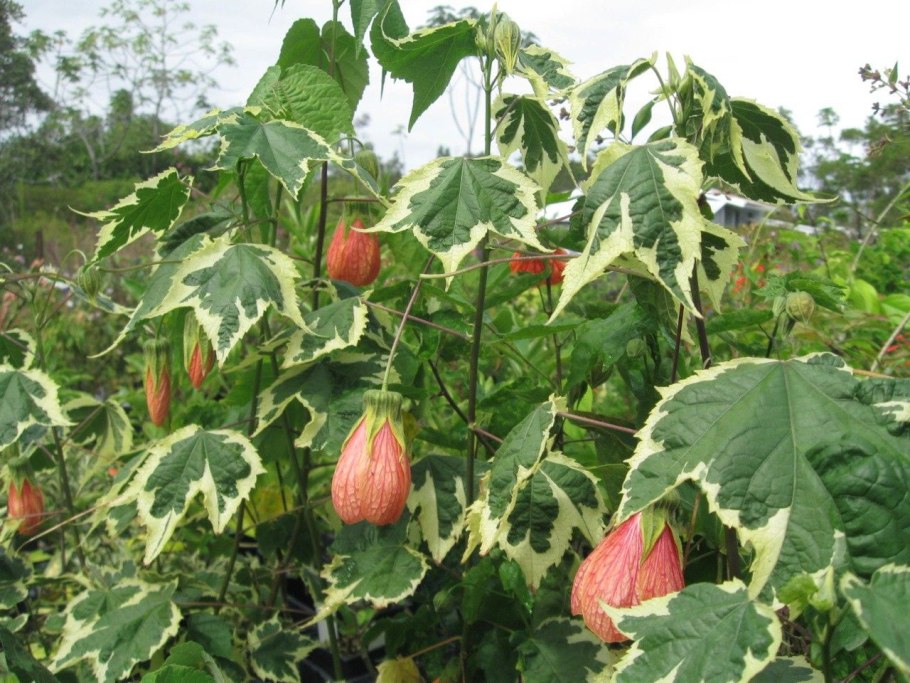 Абутилон ампельный