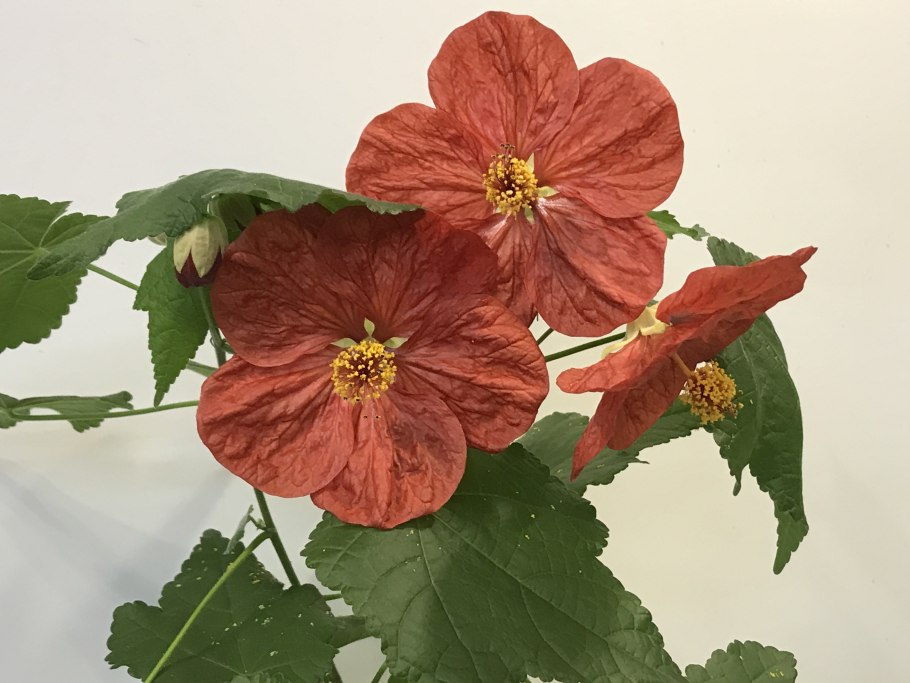 Абутилон макулатум