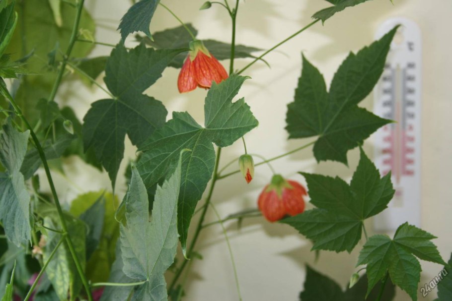 Абутилон пестролистный