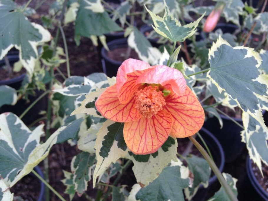 Абутилон Apfelsine