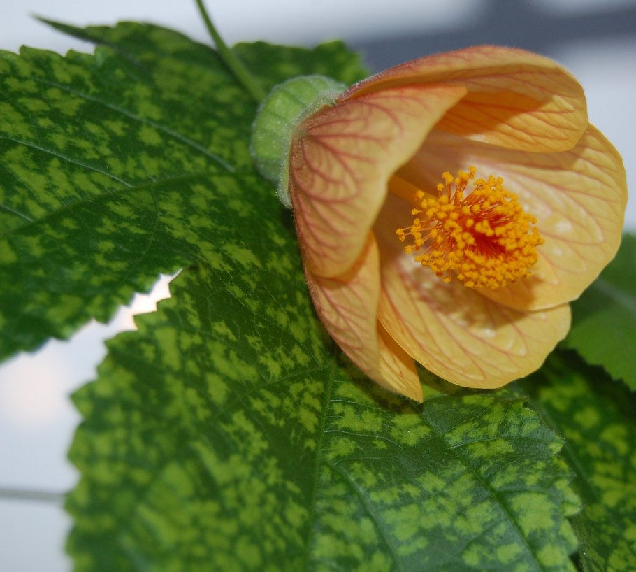 Абутилон Савицкого (a. 'Savitzii)