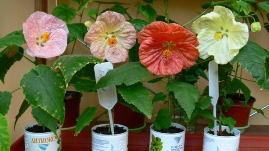 Абутилон желтый