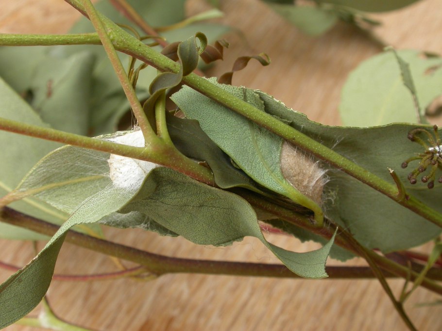 Eucalyptus smithii