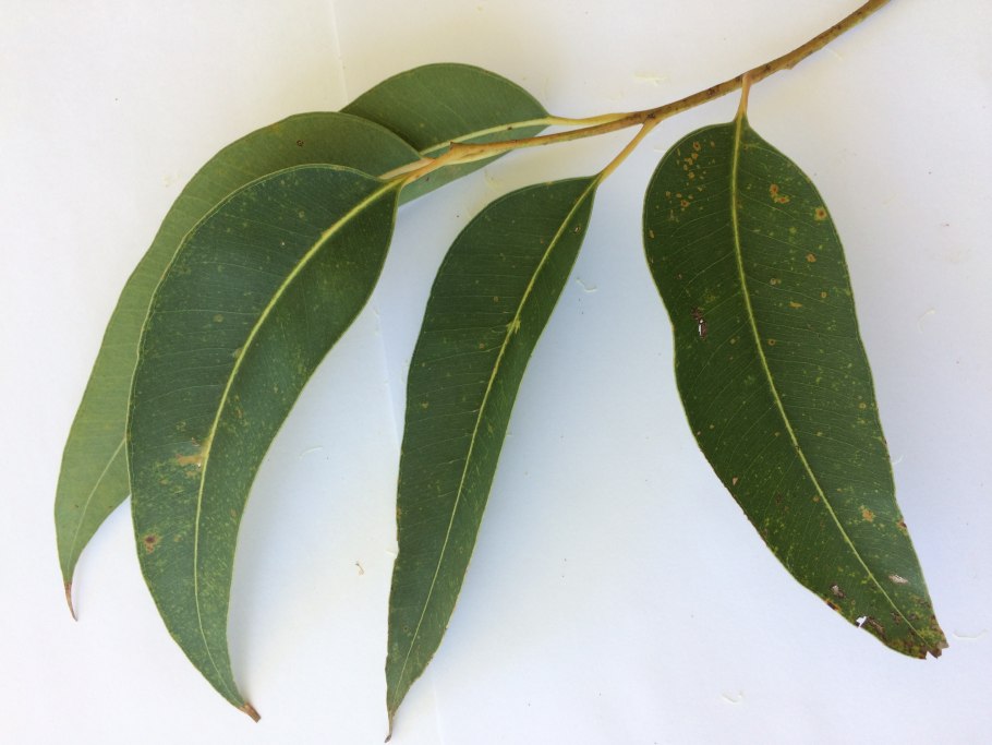 Эвкалипт яйцевидный