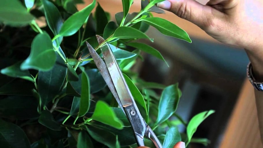 Листья эвкалипта комнатного