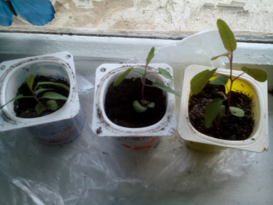 Обрезка чубушника схема