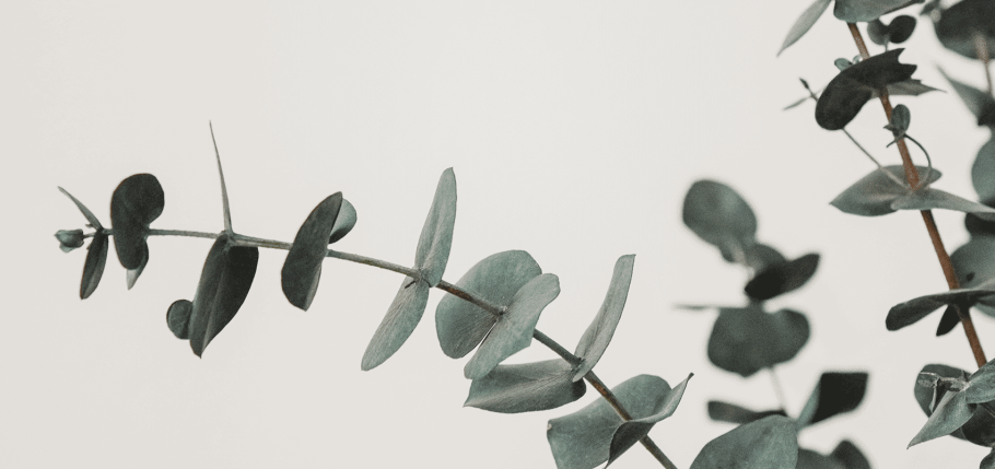 Эвкалипт смоковницелистный