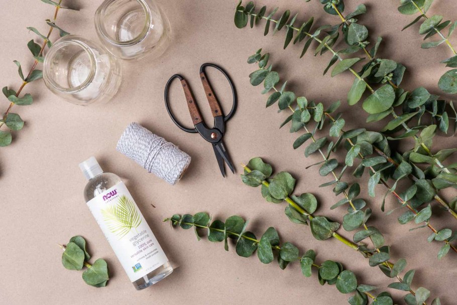 Эвкалипт цинерия Сильвер