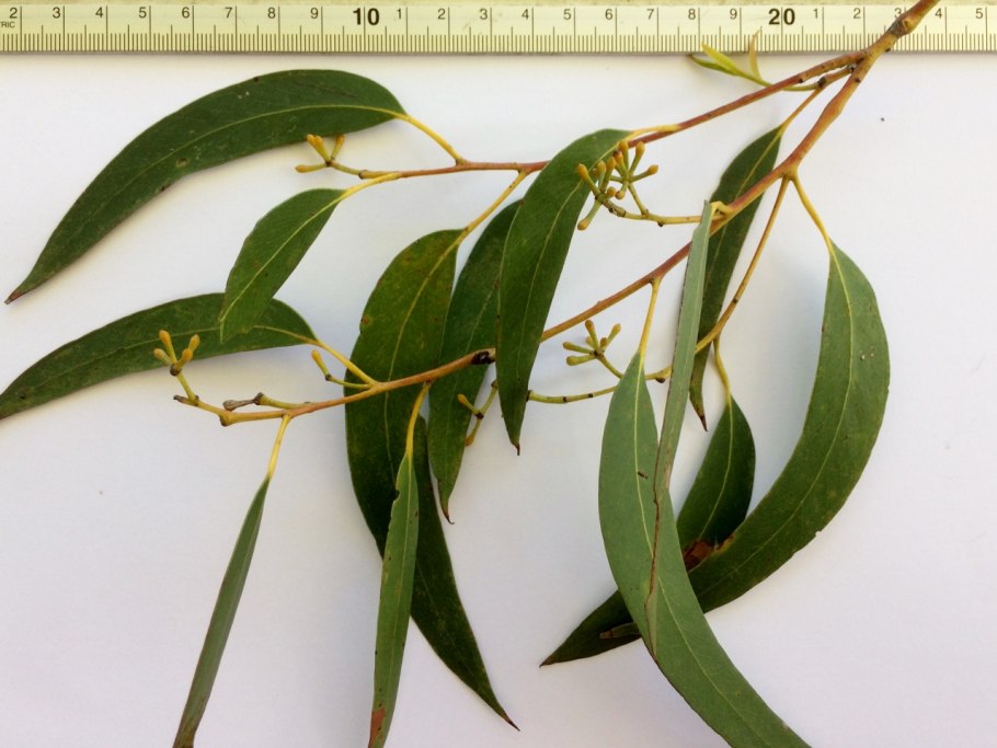 Eucalyptus regnans лист