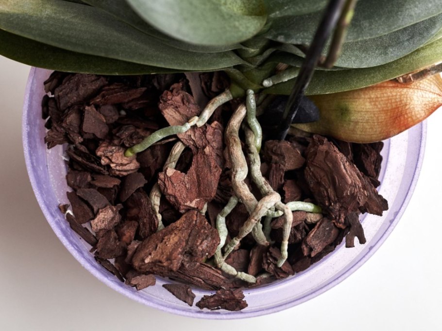 Эвкалипт Ганна