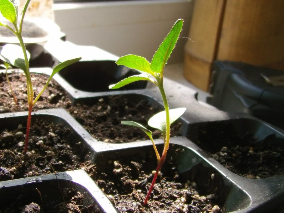 Портрет Лопухиной Лермонтова