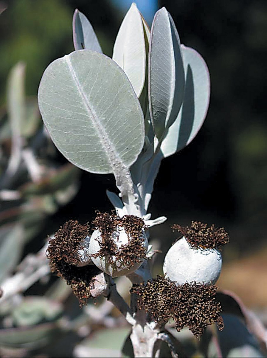 Эвкалипт и пряности