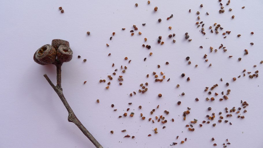 Эвкалипт шариковый