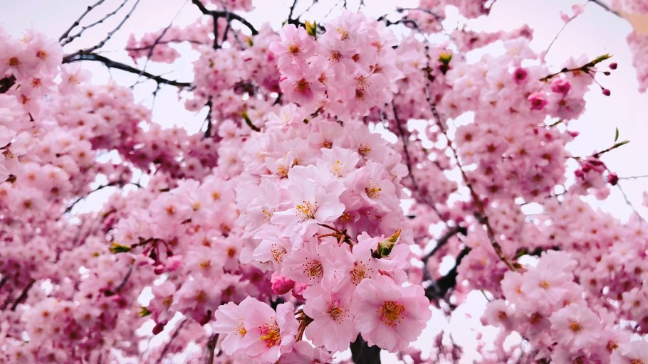 Тема Сакура