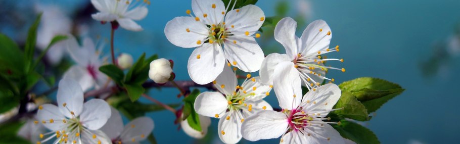 Черри блоссом ск8