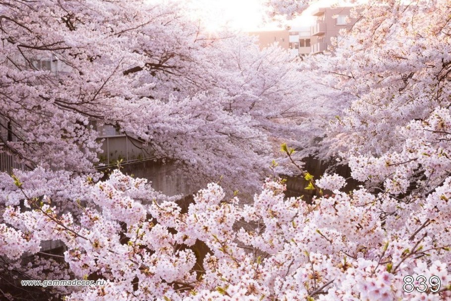Девушка в цветущей Сакуре