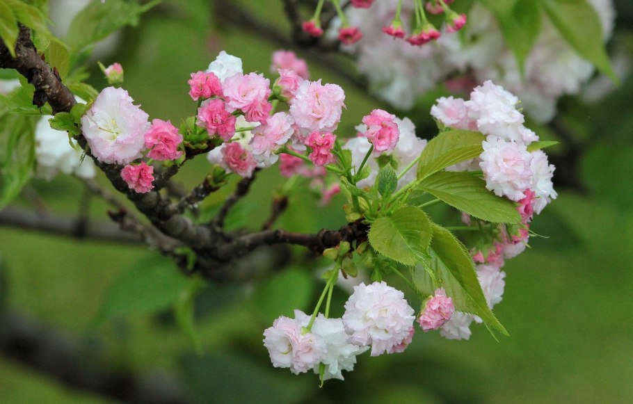 Восточно азиатская вишня цветение