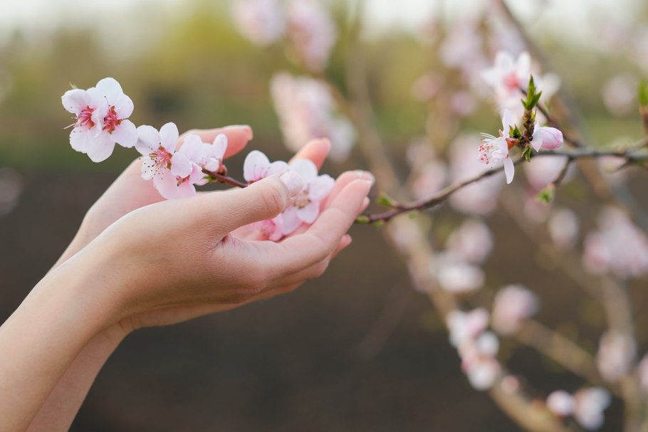 Сакура Токио люди