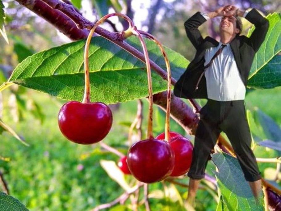 Дерево вишни цветущее