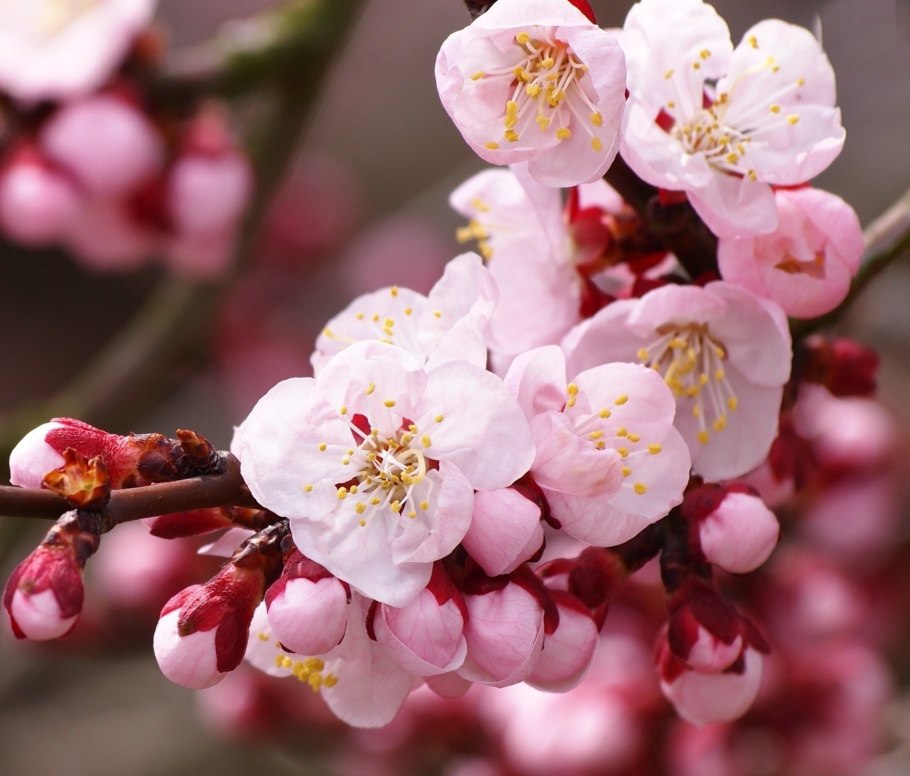 Нежно розовая Сакура