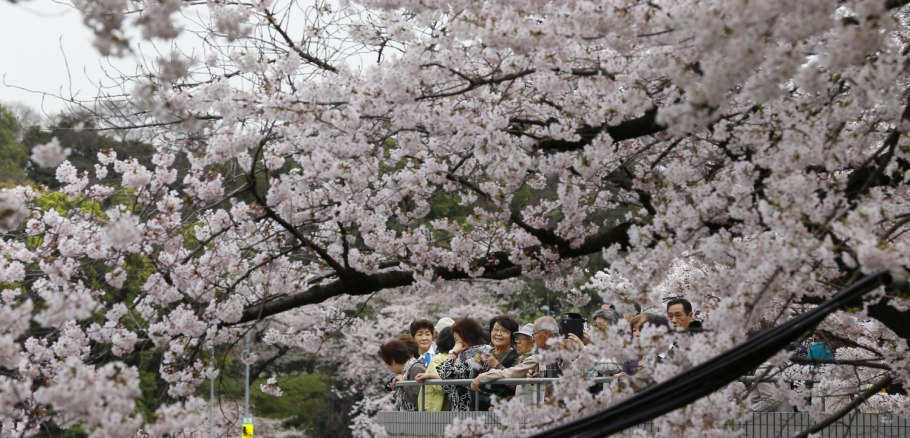 Цветущие вишни стихи